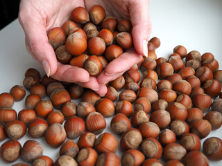 a handful of nuts in a woman's hands on a background of hazelnuts around