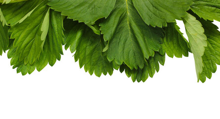 Wall Mural - strawberry leaves isolated on a white background.