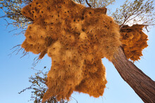 Very Large Nest Of Sociable Weavers High In The Tree

