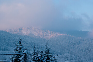 Wall Mural - A hill with trees covered in snow lit by sunrise