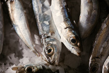 Close Up Of Sardines
