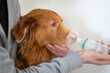 © Hanna - Dog treated with an asthma inhaler. The inhaler helps the dog breath easier.