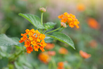 Wall Mural - Orange and yellow West Indian Lantana bloom in the garden on blur nature background. Is a Thai herb.