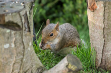 Grey Squirrel On The Grass In Scotland, Close Up