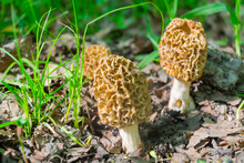 Group Of Morels On The Ground In Spring