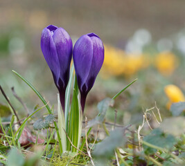 Canvas Print - Crocus de Thomas (Crocus tommasinianus) à fleurs de couleur éclatante bleu-violets en cours d'éclosion