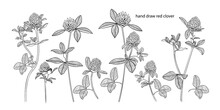 .Set Of Red Clovers. Variety Of Linear Flowers On A White Background. Vector Floral Clipart.