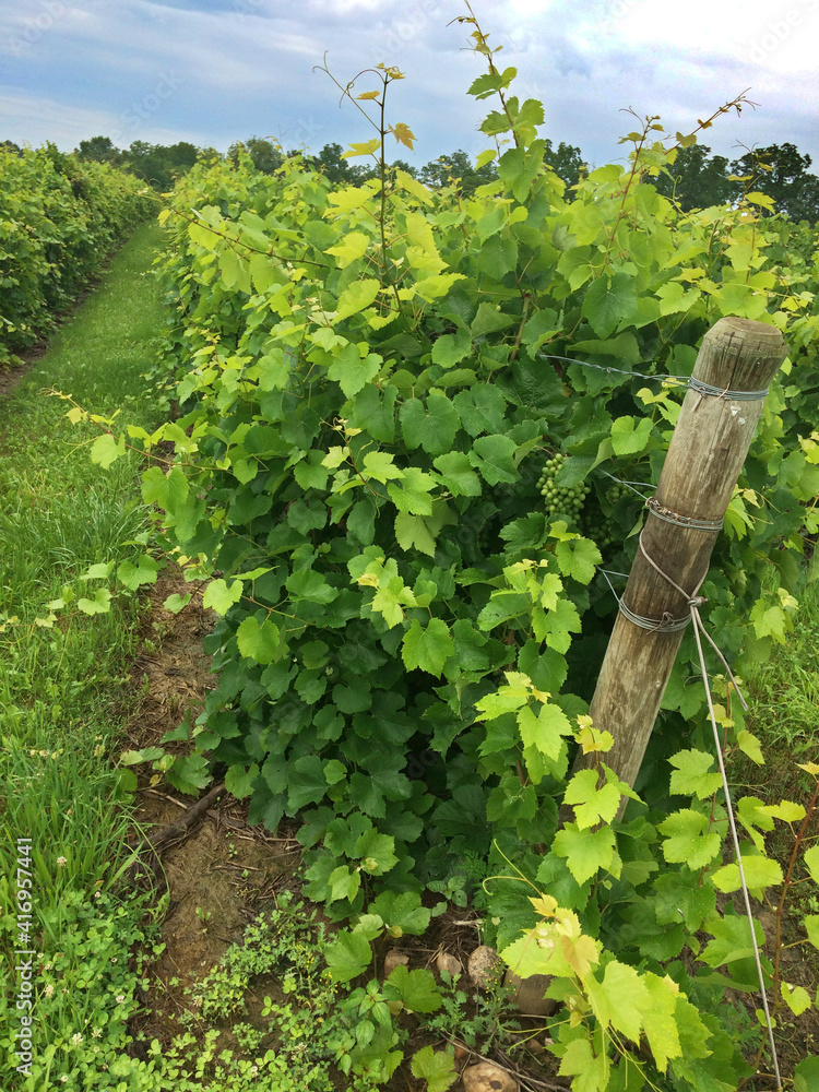 626-106 Grape Vines and Post