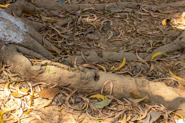 Wall Mural - Dusty roots with dry leaves close up