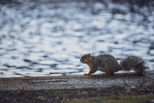 Grey Squirrel Pauses Before Running Across Cement In Front Of A Pond.