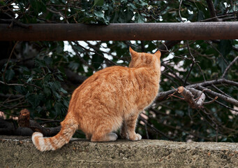 Wall Mural - Beautiful red haired young kitten sits and poses in nature. Portrait of lonely red striped street cat with hard fate rear view.