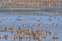 Mixed Flock Of Birds Are Resting Near A Wetland