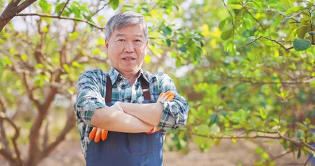 Wall Mural - asian senior man in orchard