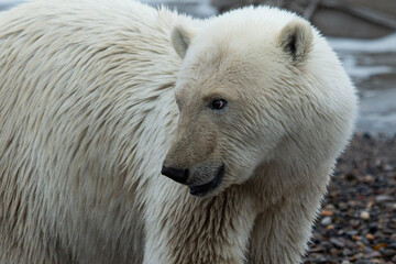 Wall Mural - polar bear cub