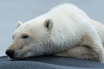 Wall Mural - polar bear laying