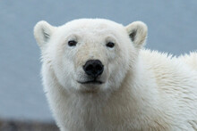 Polar Bear Face