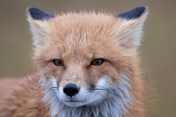 Wall Mural - red fox portrait