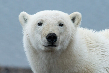 polar bear face