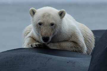 Wall Mural - polar bear laying on bag
