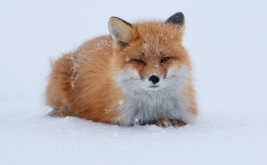 Wall Mural - red fox snow