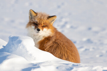Wall Mural - fox in snow