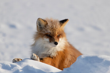 Wall Mural - red fox vulpes
