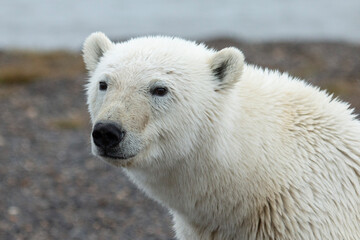 Wall Mural - polar bear cub