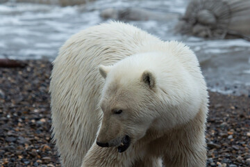 Wall Mural - polar bear in zoo