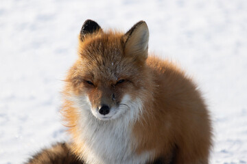 Wall Mural - red fox vulpes