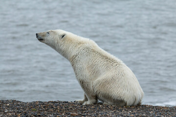 Wall Mural - polar bear on the water