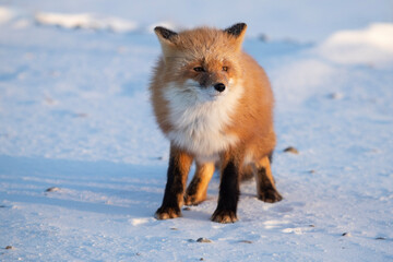 Wall Mural - red fox in snow
