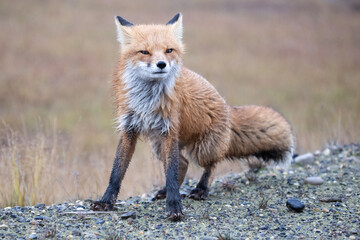 Wall Mural - red fox vulpes