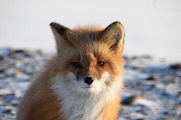 Wall Mural - red fox in snow