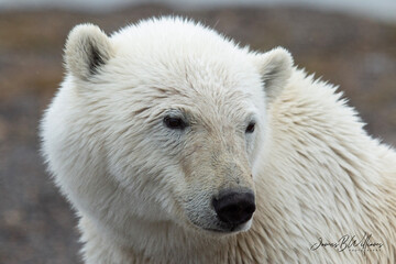 Wall Mural - polar bear cub