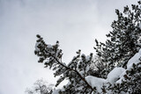 Fototapeta Dmuchawce - pine branches in the snow after a night snowfall 