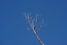 Close-up View Of A Single Branch And Bare Twigs Of A Tree Under Bright Blue Sky In Winter