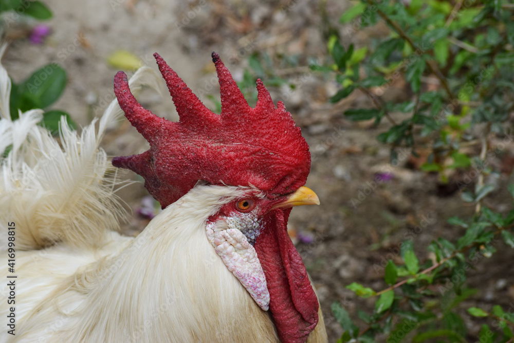 big-red-head-rooster-cock-chicken-portrait-animal-bird-farm-house-pet