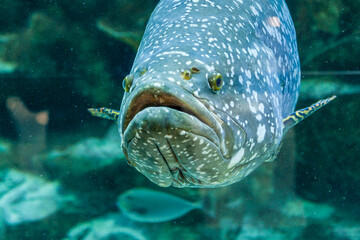 Poster - Fish Large grouper