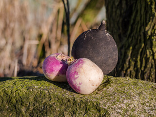 Wall Mural - black and white turnips