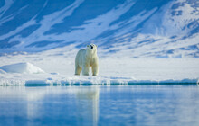 Polar Bears In The Arctic, Svalbard. 