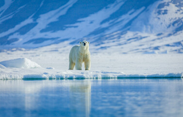 Wall Mural - polar bears in the arctic, svalbard.