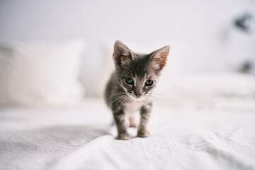 Poster - Beautiful and cute furry grey small kitty cat playing on the bed on a sunny day