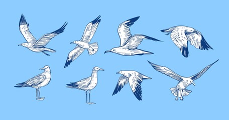 Wall Mural - set of seagulls outlines. hand drawn illustration converted to vector. black on transparent backgrou
