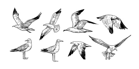 Wall Mural - set of seagulls outlines. hand drawn illustration converted to vector. black on transparent backgrou