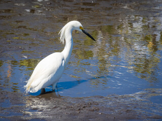 Wall Mural - Snowy egret fishing in water