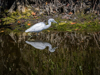 Wall Mural - Juvenile little blue heron fishing in water