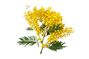 Wall Mural - Mimosa or acacia dealbata yellow flowers isolated on white