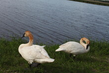 Family Of Swans WHITE, LAKE GREEN GRASS