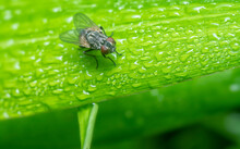 Clusterfly Perching On Wet Leaf.