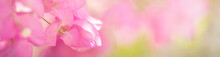 Closeup Of Pink Bougainvillea Flower Using As Background Natural Flora Plants, Ecology Cover Page Concept.
